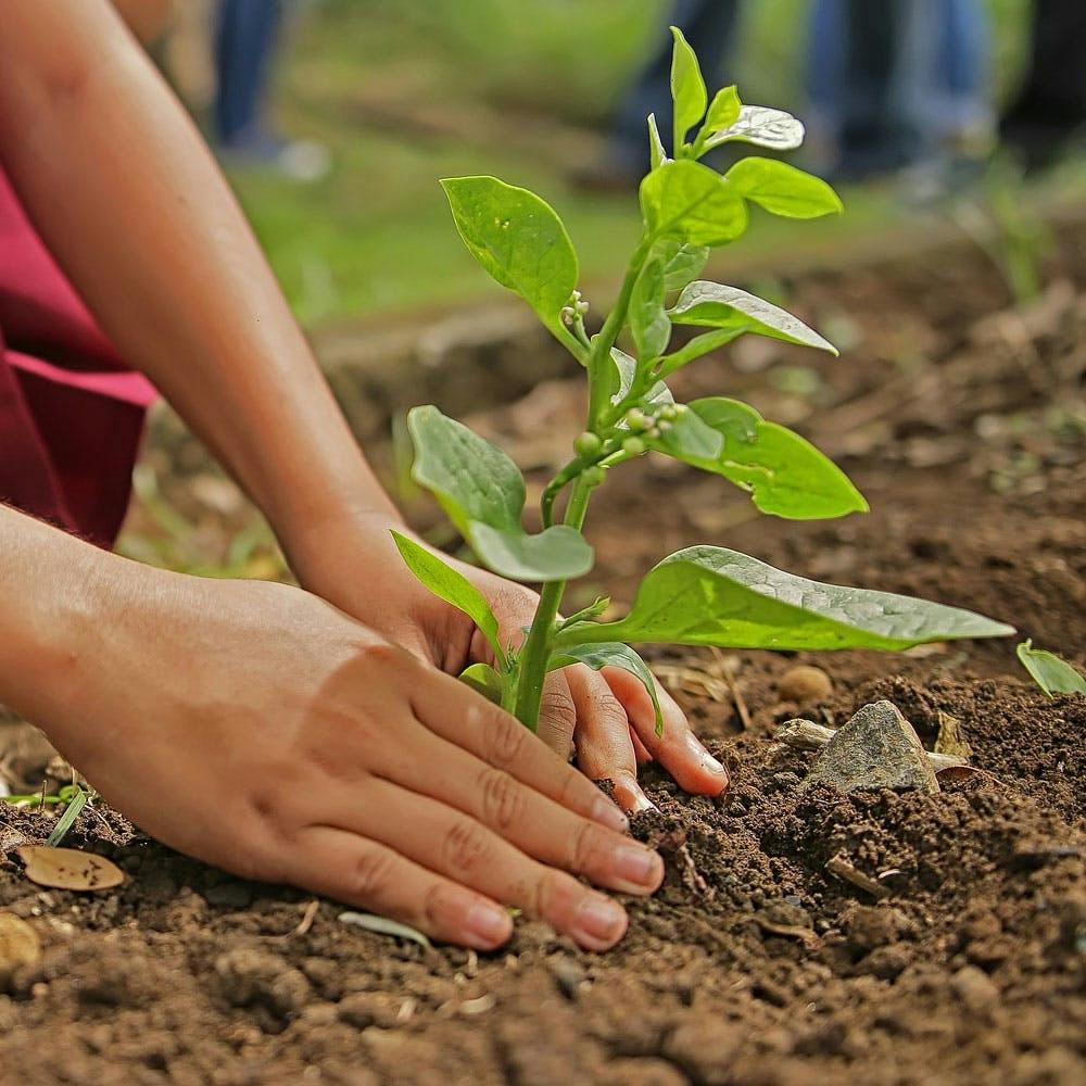 planting